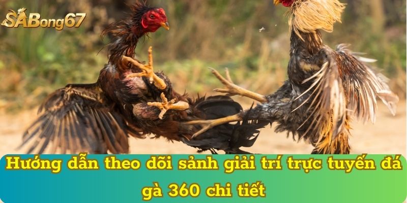 Hướng dẫn theo dõi sảnh giải trí trực tuyến đá gà 360 chi tiết