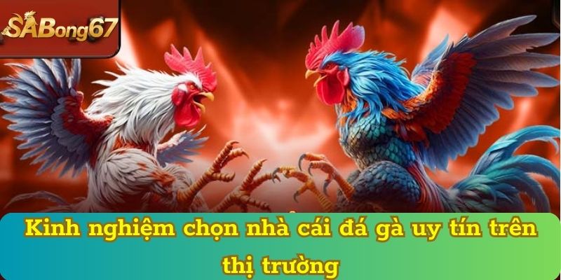 Kinh nghiệm chọn nhà cái đá gà uy tín trên thị trường