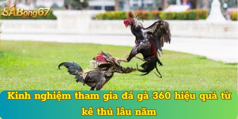 Kinh nghiệm tham gia đá gà 360 hiệu quả từ kê thủ lâu năm