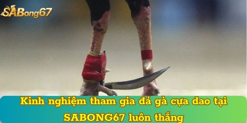 Kinh nghiệm tham gia đá gà cựa dao tại SABONG67 luôn thắng