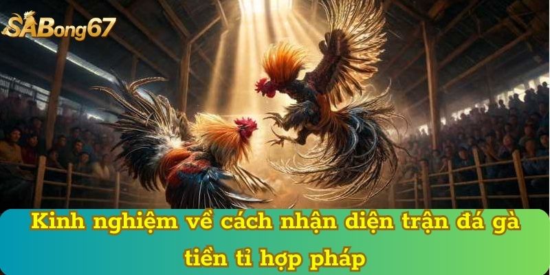 Kinh nghiệm về cách nhận diện trận đá gà tiền tỉ hợp pháp