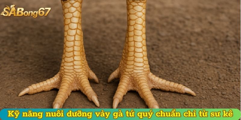 Kỹ năng nuôi dưỡng vảy gà tứ quý chuẩn chỉ từ sư kê