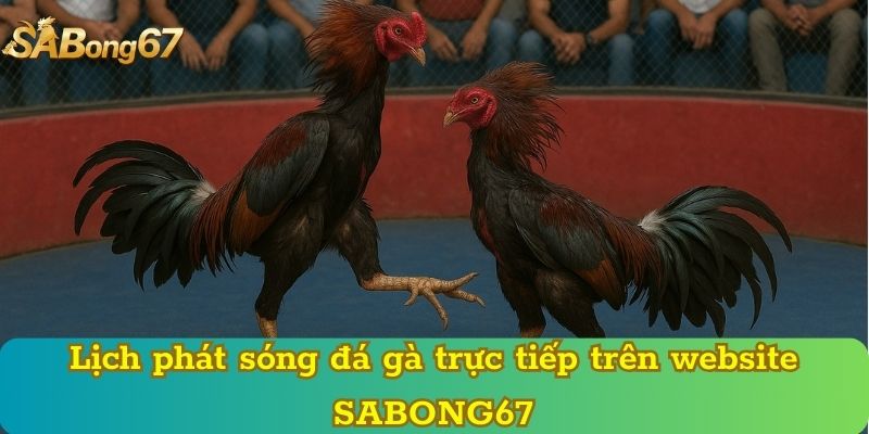 Lịch phát sóng đá gà trực tiếp trên website SABONG67