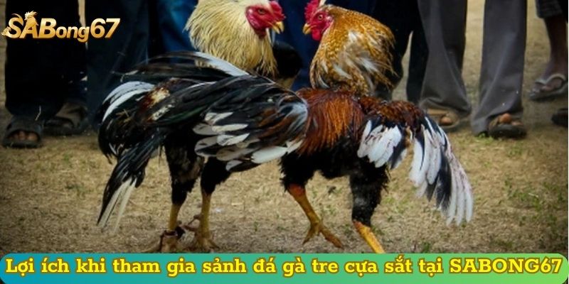 Lợi ích khi tham gia sảnh đá gà tre cựa sắt tại SABONG67