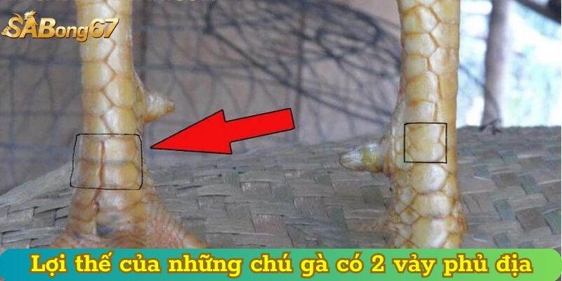 Lợi thế của những chú gà có 2 vảy phủ địa
