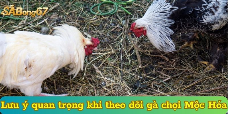 Lưu ý quan trọng khi theo dõi gà chọi Mộc Hóa