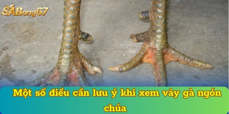 Một số điều cần lưu ý khi xem vảy gà ngón chúa 