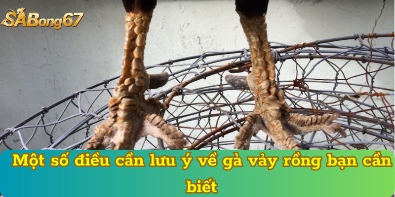 Một số điều cần lưu ý về gà vảy rồng bạn cần biết