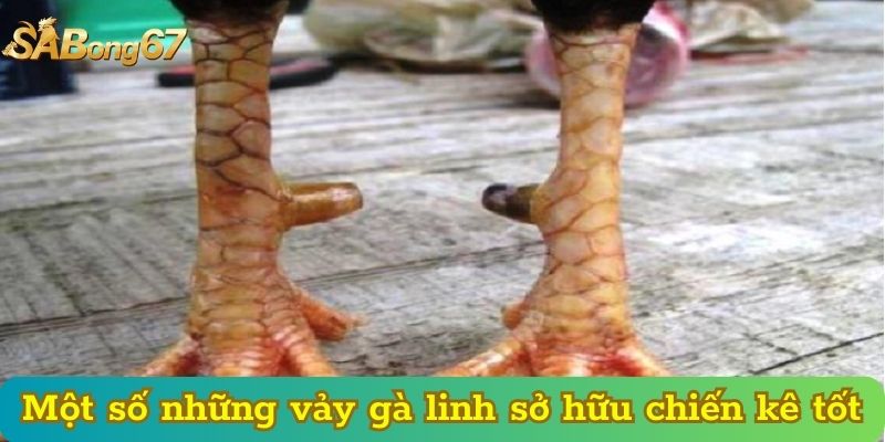 Một số những vảy gà linh sở hữu chiến kê tốt