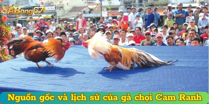 Nguồn gốc và lịch sử của gà chọi Cam Ranh