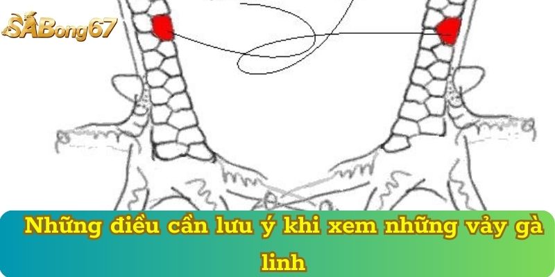 Những điều cần lưu ý khi xem những vảy gà linh