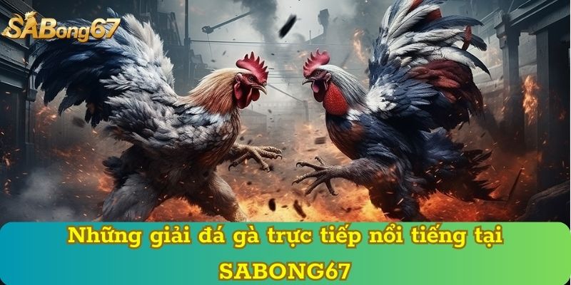 Những giải đá gà trực tiếp nổi tiếng tại SABONG67