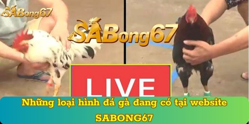 Những loại hình đá gà đang có tại website SABONG67