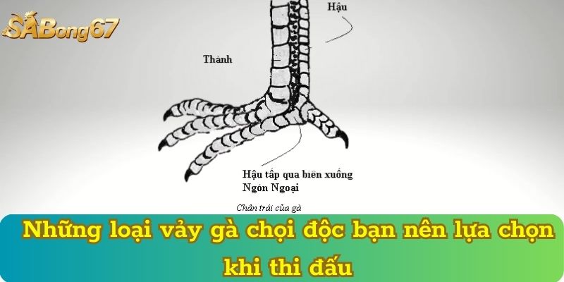 Những loại vảy gà chọi độc bạn nên lựa chọn khi thi đấu