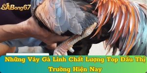 Những Vảy Gà Linh Chất Lượng Top Đầu Thị Trường Hiện Nay