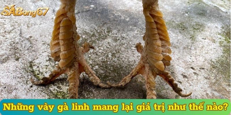 Những vảy gà linh mang lại giá trị như thế nào?