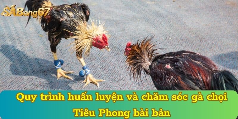Quy trình huấn luyện và chăm sóc gà chọi Tiêu Phong bài bản