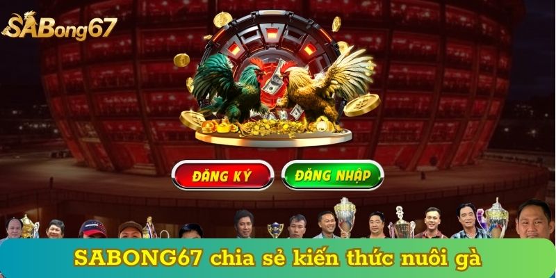 SABONG67 chia sẻ kiến thức nuôi gà