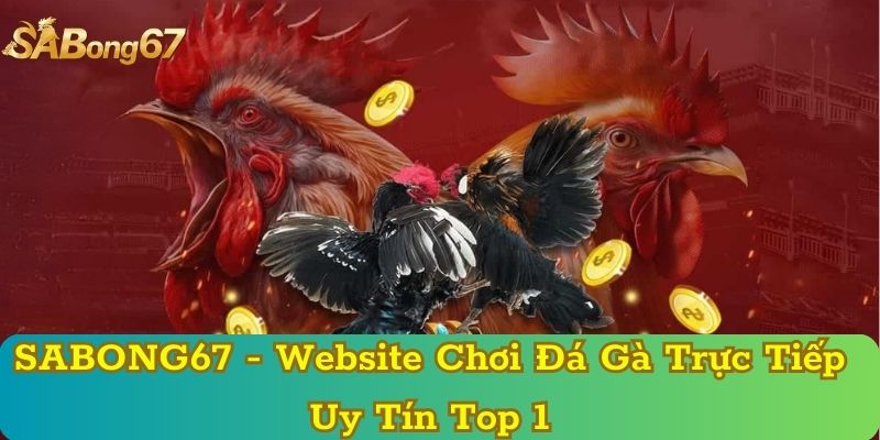 SABONG67 - Website Chơi Đá Gà Trực Tiếp Uy Tín Top 1