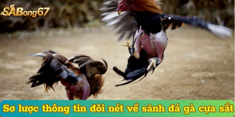 Sơ lược thông tin đôi nét về sảnh đá gà cựa sắt