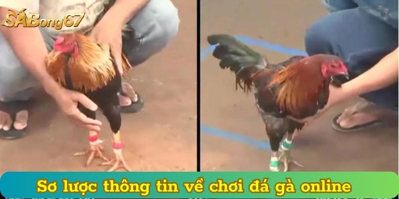Sơ lược thông tin về chơi đá gà online