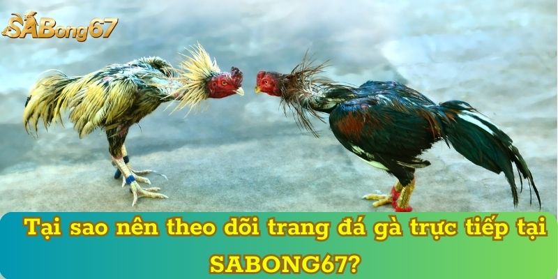 Tại sao nên theo dõi trang đá gà trực tiếp tại SABONG67?