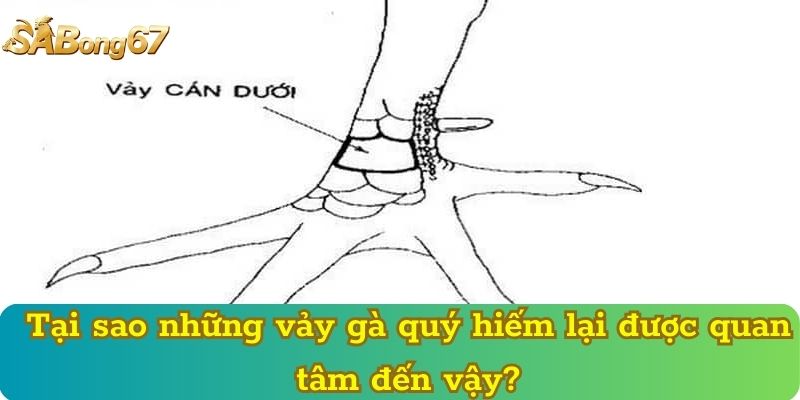 Tại sao những vảy gà quý hiếm lại được quan tâm đến vậy?