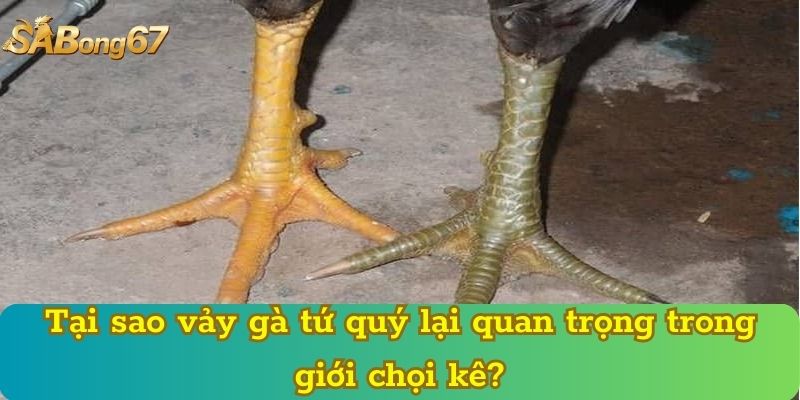Tại sao vảy gà tứ quý lại quan trọng trong giới chọi kê?