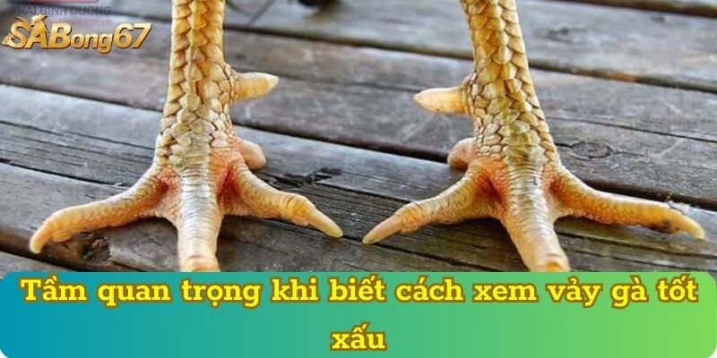 Tầm quan trọng khi biết cách xem vảy gà tốt xấu