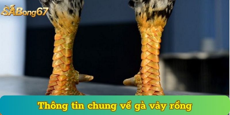 Thông tin chung về gà vảy rồng