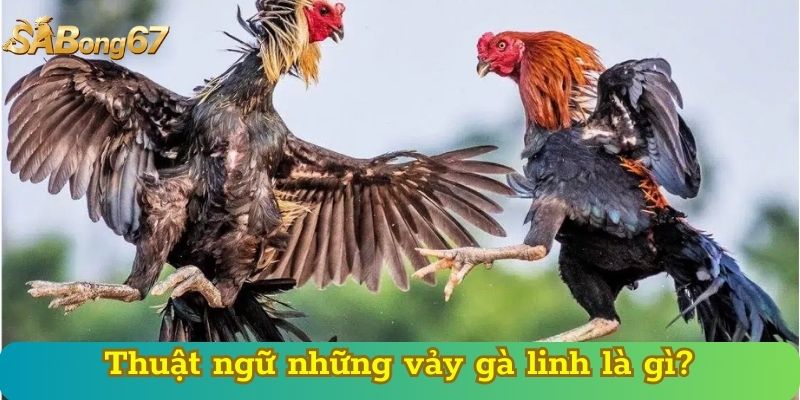 Thuật ngữ những vảy gà linh là gì?