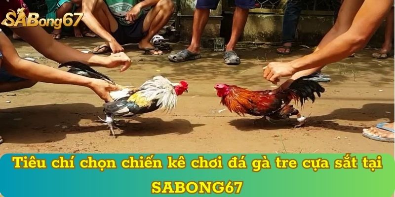 Tiêu chí chọn chiến kê chơi đá gà tre cựa sắt tại SABONG67