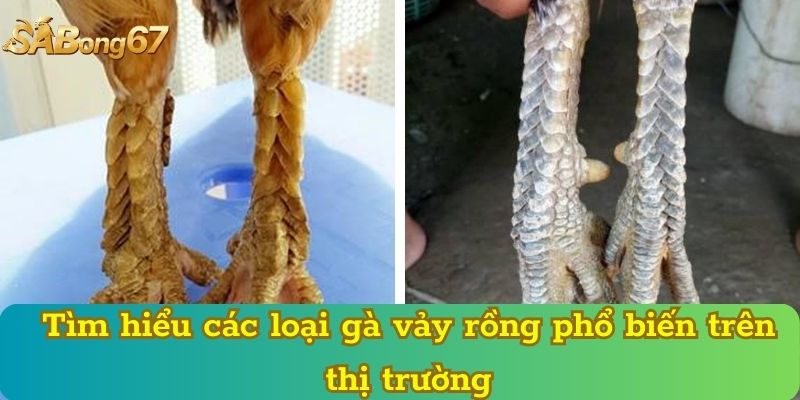 Tìm hiểu các loại gà vảy rồng phổ biến trên thị trường