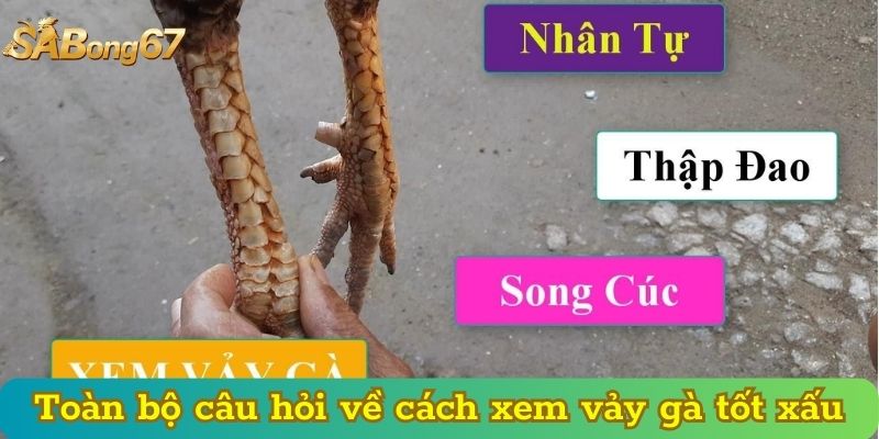 Toàn bộ câu hỏi về cách xem vảy gà tốt xấu