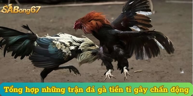 Tổng hợp những trận đá gà tiền tỉ gây chấn động