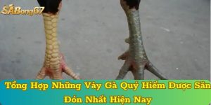 Tổng Hợp Những Vảy Gà Quý Hiếm Được Săn Đón Nhất Hiện Nay