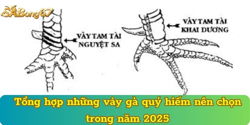 Tổng hợp những vảy gà quý hiếm nên chọn trong năm 2025