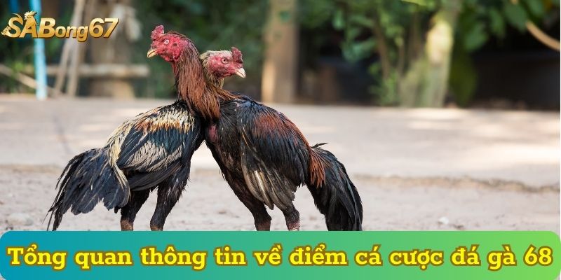 Tổng quan thông tin về điểm cá cược đá gà 68