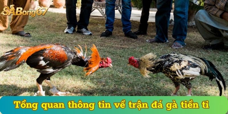 Tổng quan thông tin về trận đá gà tiền tỉ