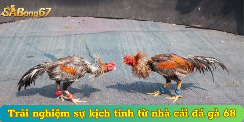 Trải nghiệm sự kịch tính từ nhà cái đá gà 68