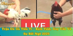 Trận Đá Gà Tiền Tỉ - Kịch Tính, Gay Cấn Và Sự Bất Ngờ 2025