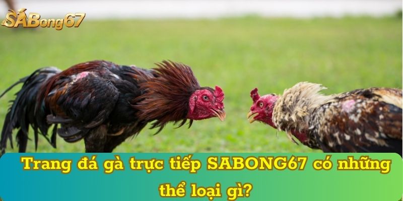 Trang đá gà trực tiếp SABONG67 có những thể loại gì?