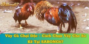 Vảy Gà Chọi Độc - Cách Chọn Chọn Vảy Cho Sư Kê Tại SABONG67