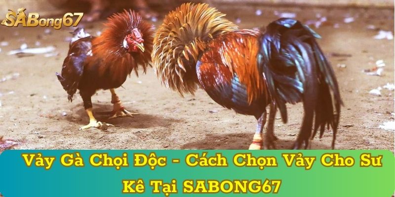Vảy Gà Chọi Độc - Cách Chọn Chọn Vảy Cho Sư Kê Tại SABONG67