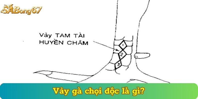 Vảy gà chọi độc là gì?