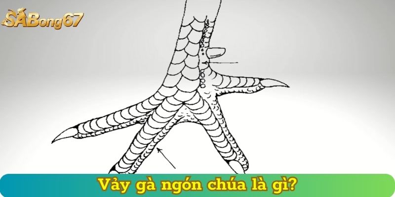 Vảy gà ngón chúa là gì?