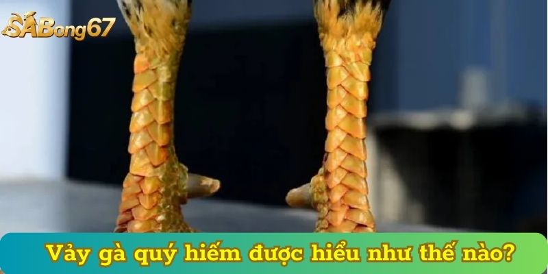 Vảy gà quý hiếm được hiểu như thế nào?