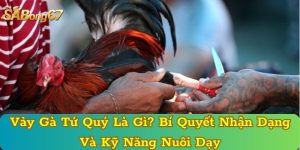 Vảy Gà Tứ Quý Là Gì? Bí Quyết Nhận Dạng Và Kỹ Năng Nuôi Dạy