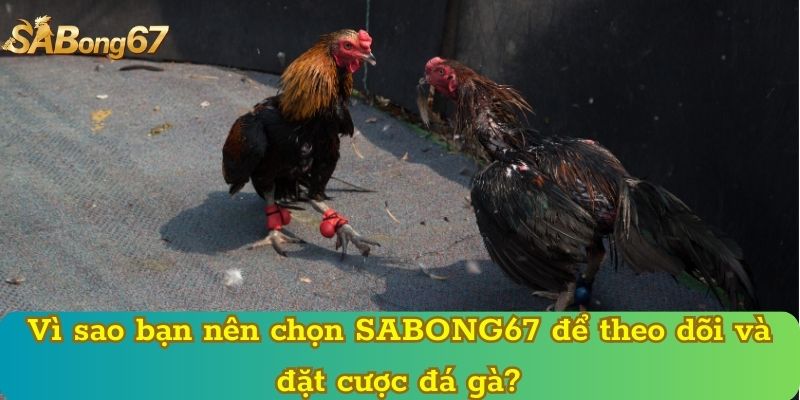 Vì sao bạn nên chọn SABONG67 để theo dõi và đặt cược đá gà?
