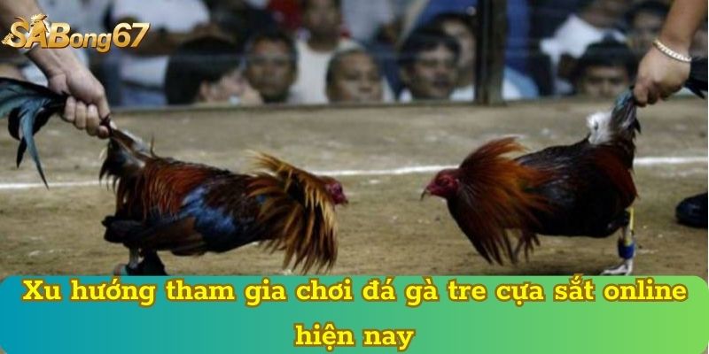 Xu hướng tham gia chơi đá gà tre cựa sắt online hiện nay